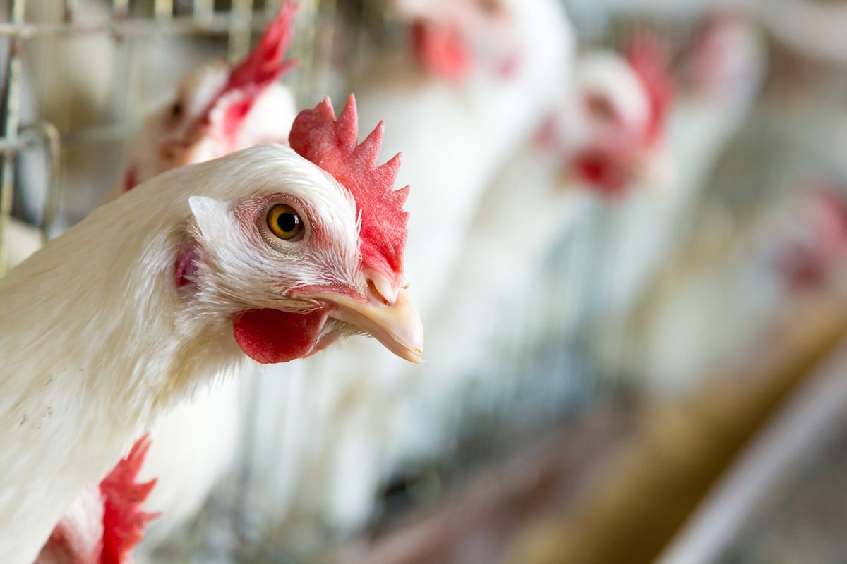 El sector avícola tiene demanda, pero pierde rentabilidad - LA NACION