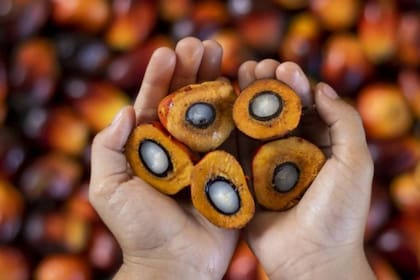 La producción del aceite de palma, la cual es considerada dañina para el medio ambiente, podría terminar aumentando debido al uso de grasas animales para la elaborar biocombustibles