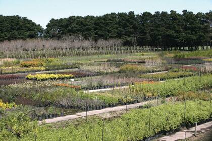 La producción del vivero se especializa en plantas arbustivas y arbóreas, aunque también tienen herbáceas y gramíneas por demanda. Hoy, las plantas de fácil mantenimiento, como los dietes, son las más requeridas.
