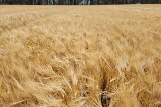 Una campaña que obliga más que nunca a pensar en las estrategias