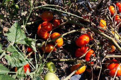 "La producción es brutal: tenemos un montón de sabores para evaluar", dicen los investigadores.