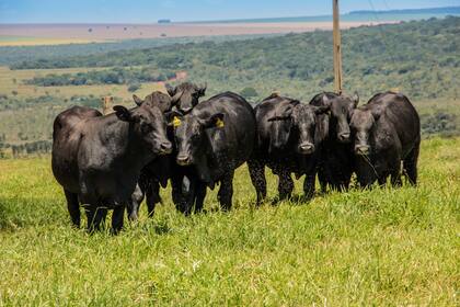 Un frigorífico exportador cordobés fue el primero en medir la huella de carbono en toda la cadena.