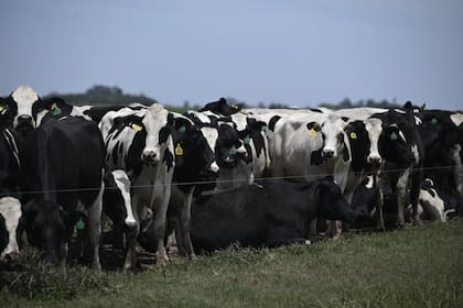 La producción lechera alcanzó en 2025 el mayor nivel de la última década, con más litros por tambo y una mejora sostenida de la productividad