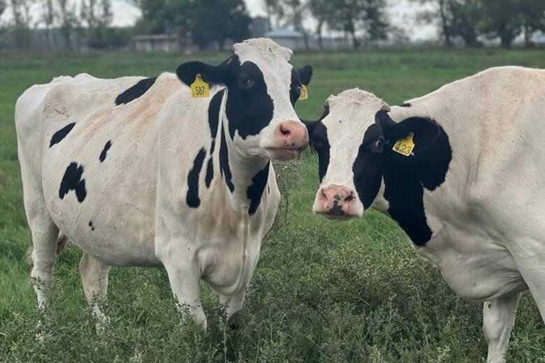 Beef on Dairy: la tendencia que está revolucionando el mercado lechero en Estados Unidos