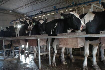 La producción lechera sufrirá el impacto de mayores costos