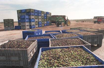 La producción local siente la amenaza de Egipto en Brasil