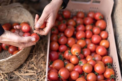La producción mundial de tomate en fresco en 2021 ascendió a algo más de 189,1 millones de toneladas