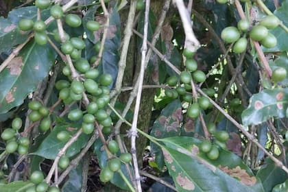 La producción que se pueda hacer de café es un agregado de valor importante para el país