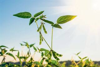 Con rotación, planteos sustentables y al mismo tiempo rentables