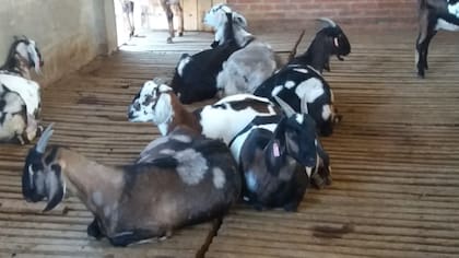 La producción se comercializa en un emprendimiento vinculado al turismo rural