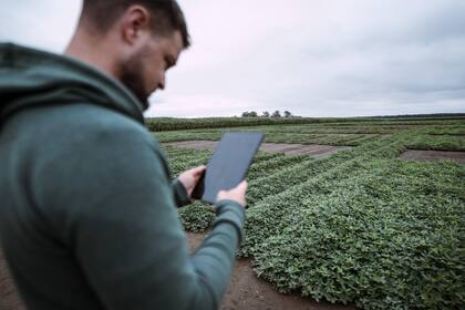 La producción se concentra en el sudoeste de Córdoba, que aporta entre 72% y 75% del área sembrada y realiza el 90% de la industrialización
