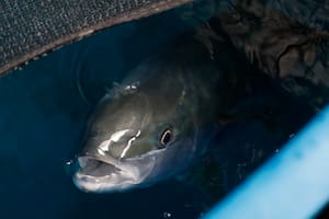 En Mar del Plata comenzaron a criar un pez único que sorprende a la gastronomía