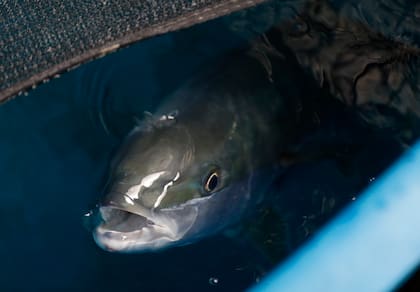 La producción se hace con un sistema controlado