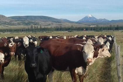 La producción se realiza sobre mallines y estepas