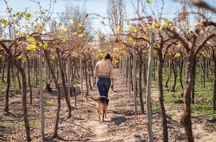 La productora recurrió a tecnología que le permitió ser más eficiente y reducir costos