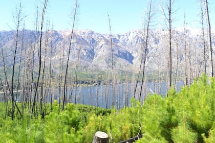 La proliferación de especies de pino contribuye a los incendios forestales.
