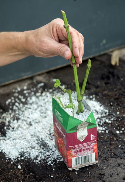 La propagación de nativas por gajos es una técnica sencilla en apariencia