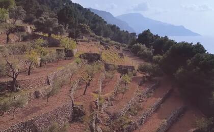 La propiedad cuenta con una plantación de olivos y un viñedo.