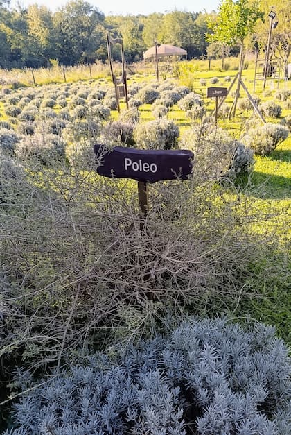 La propiedad, de unos 3000 m2 está sembrada con lavandas de varias especies y otras plantas.