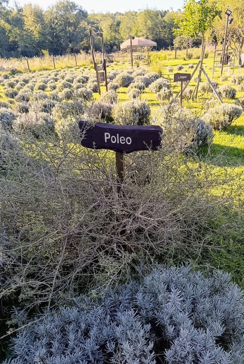 De cero a atractivo turístico: el boom de las lavandas