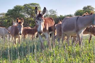 Qué dice la ciencia sobre las propiedades poco conocidas de burros y mulas que hoy se revalorizan