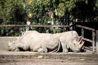 Con cambios en la concesión de recintos, reformulan el proyecto para el exzoo