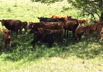 “La propuesta técnica en el territorio se da a través de semilleros y de cercos con algunas especies para la alimentación directa del ganado”, sostuvo Silvia Alejandra Chaparro, del INTA El Chorro, Formosa