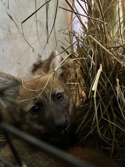 La protección de esta especie es de suma importancia en el país (Foto: Fundación Temaikén)