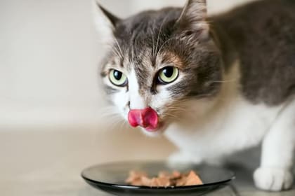 La proteína no puede faltar en la dieta natural de los gatos