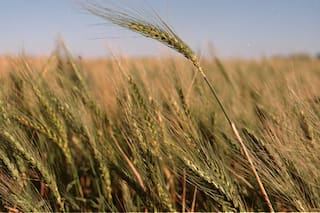 El grupo de terminales de cereales Senalia prevé duplicar los envíos en 2025/26