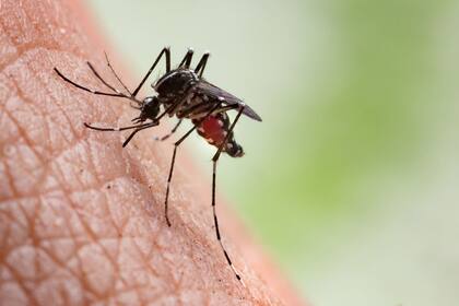 La provincia de Buenos Aires también lleva adelante una campaña de vacunación contra el dengue