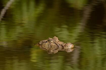 La provincia de Misiones tiene el 52% de la biodiversidad del país y mucha de esa diversidad está en el Parque Nacional Iguazú