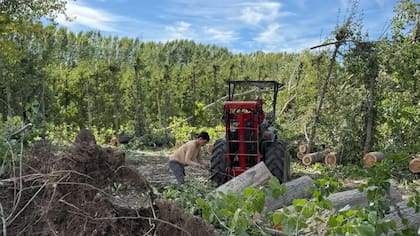 La provincia de Río Negro relevó pérdidas de hasta el 90% y daños en invernaderos