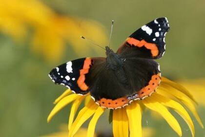 La próxima vez que oigas hablar del "efecto mariposa", quizá te acuerdes de Mary Cartwright