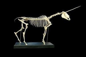 La prueba sobre la existencia de los unicornios en Asia