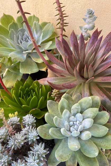 La pruina también es una barrera contra insectos y ácaros