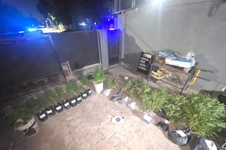 Cayó un policía que tenía en su casa 18 plantas de cannabis y más de dos kilos cosechado