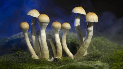 La psilocibina es un ingrediente clave en los hongos mágicos