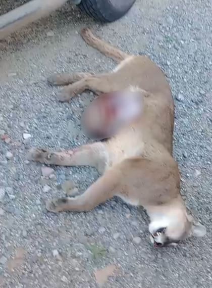 La puma y tres de sus cuatro crías fallecieron después del choque. (Parque Nacional Nahuel Huapi)