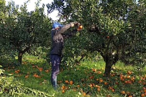 Crece el drama de la crisis de las mandarinas y el desperdicio de la fruta será inédito