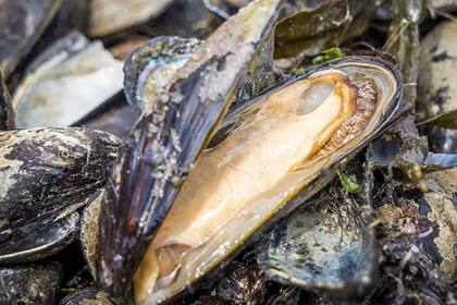 La radiactividad del agua producida por la extracción de petróleo y gas afecta a las almejas de Pensilvania