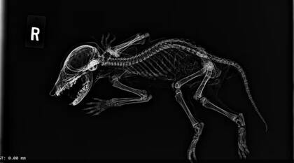 La radiografía de la criatura momificada. (Foto: gentileza Jerielle Cartales)