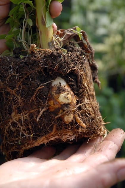 La raíz de jengibre requiere un suelo fértil, profundo y con buen drenaje