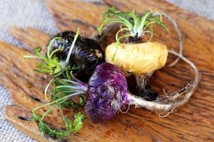 La raíz de maca es considerada un superalimento en los Andes peruanos