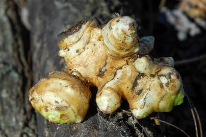 La raíz del jengibre se puede consumir fresca o seca, en esencias, aceites o en polvo