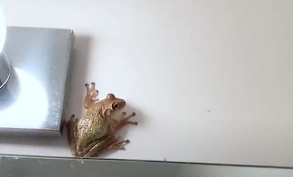 La rana apareció de forma sorpresiva en el hogar (Captura: The Dodo)