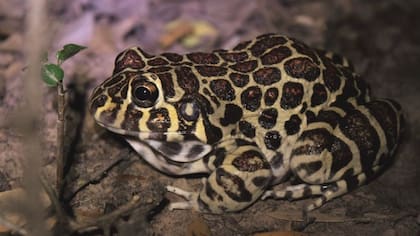 La rana coralina, conocida también como rana de Santa Fe, tiene manchas como las de un leopardo