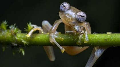 La rana de cristal que come una araña ganó la categoría anfibios y reptiles