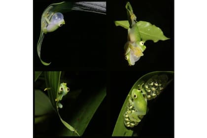 La rana de cristal se activa durante la noche para cazar, reproducirse o cantar