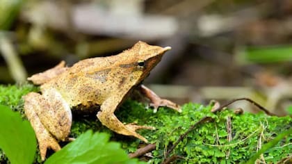 La rana de Darwin (Rhinoderma darwinii) es endémica de los bosques templados de Chile y Argentina, y los machos miden menos de 30 mm de longitud